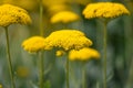 Fern-leaf Yarrow Achillea filipendulina Parkers Variety, flowers